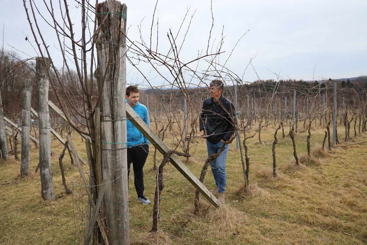 Biodinamično vinogradništvo Šuman, Zavrh pri Volčini, ogled dobrih praks