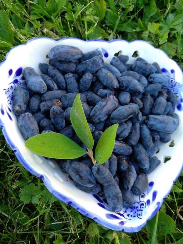 HASKAP JAGODE ( Lonicera caerulea)<br>(Avtor: Milan Skledar)