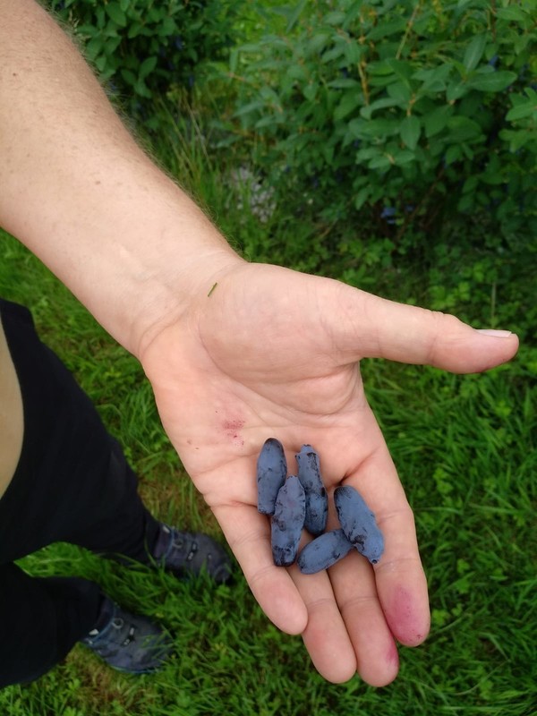 HASKAP JAGODE ( Lonicera caerulea)<br>(Avtor: Milan Skledar)