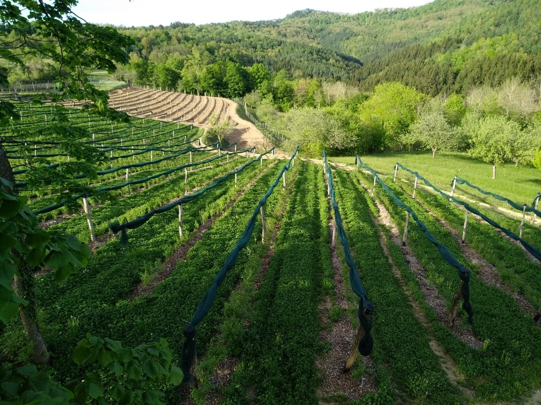Nasad borovnic Haskap<br>(Avtor: Milan Skledar)