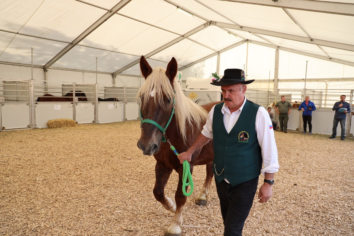 Avtohtoni Slovenski konji<br>(Avtor: Milan Skledar)