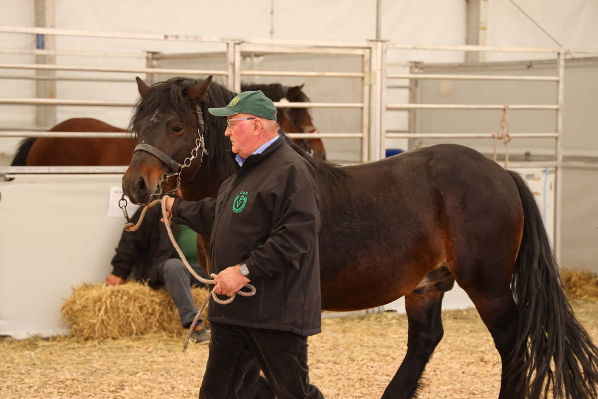 Avtohtoni Slovenski konji<br>(Avtor: Milan Skledar)