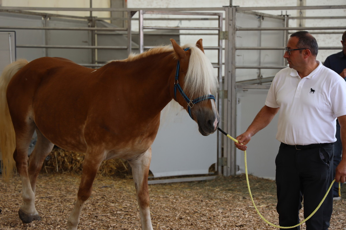 Avtohtoni Slovenski konji<br>(Avtor: Milan Skledar)