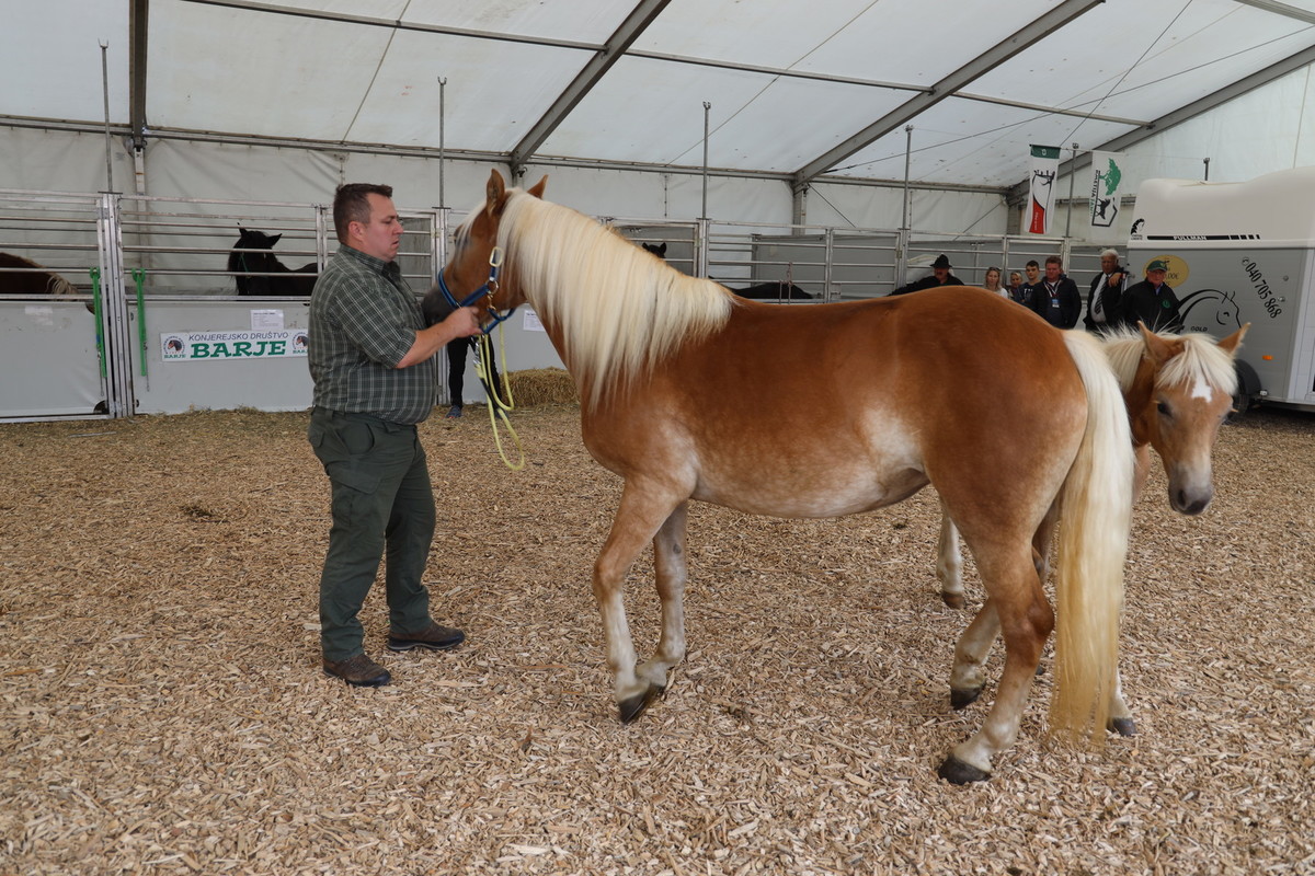 Avtohtoni Slovenski konji<br>(Avtor: Milan Skledar)