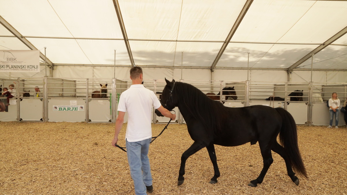 Gostujoča tuja pasma ogroženega Bosanskega konja<br>(Avtor: Milan Skledar)