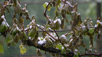 Intervju s Cvetkom Zupančičem<br>(Avtor: Milan Skledar)